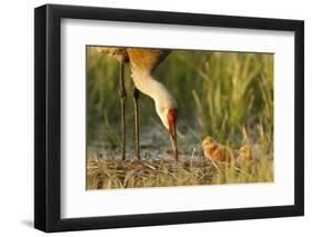 Sandhill Crane (Grus Canadensis) with Two Newly Hatched Chicks on a Nest in a Flooded Pasture-Gerrit Vyn-Framed Photographic Print