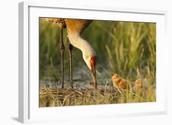 Sandhill Crane (Grus Canadensis) with Two Newly Hatched Chicks on a Nest in a Flooded Pasture-Gerrit Vyn-Framed Photographic Print