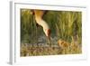 Sandhill Crane (Grus Canadensis) with Two Newly Hatched Chicks on a Nest in a Flooded Pasture-Gerrit Vyn-Framed Photographic Print