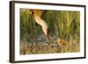 Sandhill Crane (Grus Canadensis) with Two Newly Hatched Chicks on a Nest in a Flooded Pasture-Gerrit Vyn-Framed Photographic Print