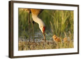 Sandhill Crane (Grus Canadensis) with Two Newly Hatched Chicks on a Nest in a Flooded Pasture-Gerrit Vyn-Framed Photographic Print