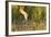 Sandhill Crane (Grus Canadensis) with Two Newly Hatched Chicks on a Nest in a Flooded Pasture-Gerrit Vyn-Framed Photographic Print