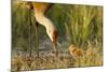 Sandhill Crane (Grus Canadensis) with Two Newly Hatched Chicks on a Nest in a Flooded Pasture-Gerrit Vyn-Mounted Photographic Print