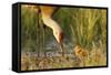 Sandhill Crane (Grus Canadensis) with Two Newly Hatched Chicks on a Nest in a Flooded Pasture-Gerrit Vyn-Framed Stretched Canvas