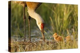 Sandhill Crane (Grus Canadensis) with Two Newly Hatched Chicks on a Nest in a Flooded Pasture-Gerrit Vyn-Stretched Canvas