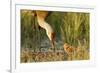 Sandhill Crane (Grus Canadensis) with Two Newly Hatched Chicks on a Nest in a Flooded Pasture-Gerrit Vyn-Framed Photographic Print