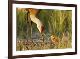 Sandhill Crane (Grus Canadensis) with Two Newly Hatched Chicks on a Nest in a Flooded Pasture-Gerrit Vyn-Framed Photographic Print