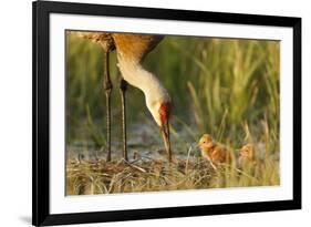 Sandhill Crane (Grus Canadensis) with Two Newly Hatched Chicks on a Nest in a Flooded Pasture-Gerrit Vyn-Framed Photographic Print