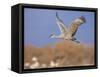 Sandhill Crane in Flight, Bosque Del Apache National Park, NM, USA-Rolf Nussbaumer-Framed Stretched Canvas