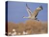 Sandhill Crane in Flight, Bosque Del Apache National Park, NM, USA-Rolf Nussbaumer-Stretched Canvas