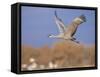 Sandhill Crane in Flight, Bosque Del Apache National Park, NM, USA-Rolf Nussbaumer-Framed Stretched Canvas