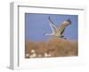 Sandhill Crane in Flight, Bosque Del Apache National Park, NM, USA-Rolf Nussbaumer-Framed Premium Photographic Print