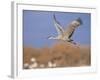 Sandhill Crane in Flight, Bosque Del Apache National Park, NM, USA-Rolf Nussbaumer-Framed Photographic Print