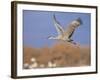 Sandhill Crane in Flight, Bosque Del Apache National Park, NM, USA-Rolf Nussbaumer-Framed Photographic Print