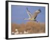 Sandhill Crane in Flight, Bosque Del Apache National Park, NM, USA-Rolf Nussbaumer-Framed Photographic Print