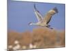 Sandhill Crane in Flight, Bosque Del Apache National Park, NM, USA-Rolf Nussbaumer-Mounted Photographic Print