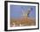 Sandhill Crane in Flight, Bosque Del Apache National Park, NM, USA-Rolf Nussbaumer-Framed Photographic Print