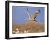Sandhill Crane in Flight, Bosque Del Apache National Park, NM, USA-Rolf Nussbaumer-Framed Photographic Print