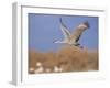 Sandhill Crane in Flight, Bosque Del Apache National Park, NM, USA-Rolf Nussbaumer-Framed Photographic Print