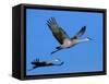 Sandhill Crane in Flight, Bosque del Apache National Wildlife Refuge, New Mexico, USA-Charles Sleicher-Framed Stretched Canvas