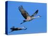 Sandhill Crane in Flight, Bosque del Apache National Wildlife Refuge, New Mexico, USA-Charles Sleicher-Stretched Canvas