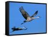Sandhill Crane in Flight, Bosque del Apache National Wildlife Refuge, New Mexico, USA-Charles Sleicher-Framed Stretched Canvas