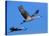 Sandhill Crane in Flight, Bosque del Apache National Wildlife Refuge, New Mexico, USA-Charles Sleicher-Stretched Canvas