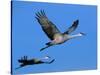 Sandhill Crane in Flight, Bosque del Apache National Wildlife Refuge, New Mexico, USA-Charles Sleicher-Stretched Canvas