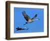 Sandhill Crane in Flight, Bosque del Apache National Wildlife Refuge, New Mexico, USA-Charles Sleicher-Framed Photographic Print