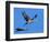 Sandhill Crane in Flight, Bosque del Apache National Wildlife Refuge, New Mexico, USA-Charles Sleicher-Framed Photographic Print