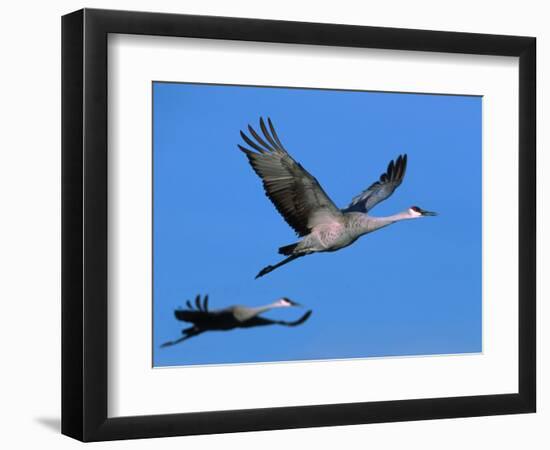 Sandhill Crane in Flight, Bosque del Apache National Wildlife Refuge, New Mexico, USA-Charles Sleicher-Framed Photographic Print