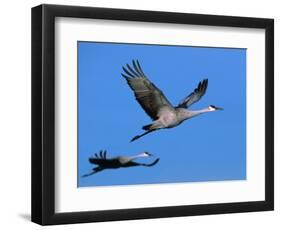 Sandhill Crane in Flight, Bosque del Apache National Wildlife Refuge, New Mexico, USA-Charles Sleicher-Framed Photographic Print