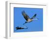 Sandhill Crane in Flight, Bosque del Apache National Wildlife Refuge, New Mexico, USA-Charles Sleicher-Framed Photographic Print