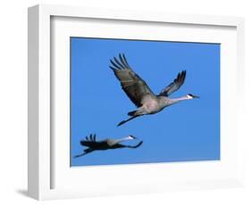 Sandhill Crane in Flight, Bosque del Apache National Wildlife Refuge, New Mexico, USA-Charles Sleicher-Framed Photographic Print