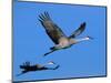 Sandhill Crane in Flight, Bosque del Apache National Wildlife Refuge, New Mexico, USA-Charles Sleicher-Mounted Photographic Print