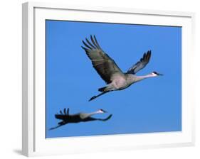 Sandhill Crane in Flight, Bosque del Apache National Wildlife Refuge, New Mexico, USA-Charles Sleicher-Framed Photographic Print