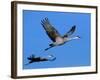 Sandhill Crane in Flight, Bosque del Apache National Wildlife Refuge, New Mexico, USA-Charles Sleicher-Framed Photographic Print