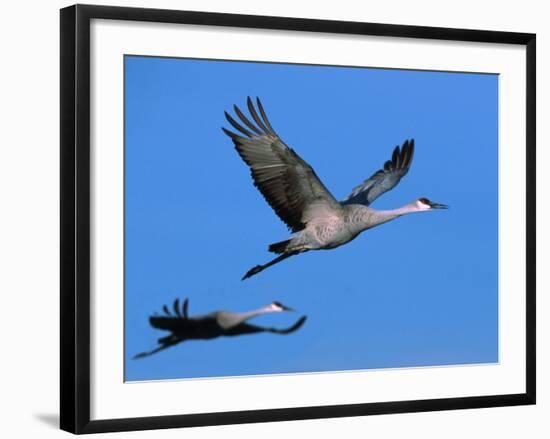 Sandhill Crane in Flight, Bosque del Apache National Wildlife Refuge, New Mexico, USA-Charles Sleicher-Framed Photographic Print