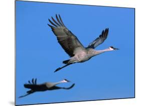 Sandhill Crane in Flight, Bosque del Apache National Wildlife Refuge, New Mexico, USA-Charles Sleicher-Mounted Photographic Print