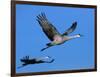 Sandhill Crane in Flight, Bosque del Apache National Wildlife Refuge, New Mexico, USA-Charles Sleicher-Framed Photographic Print