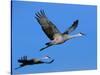 Sandhill Crane in Flight, Bosque del Apache National Wildlife Refuge, New Mexico, USA-Charles Sleicher-Stretched Canvas