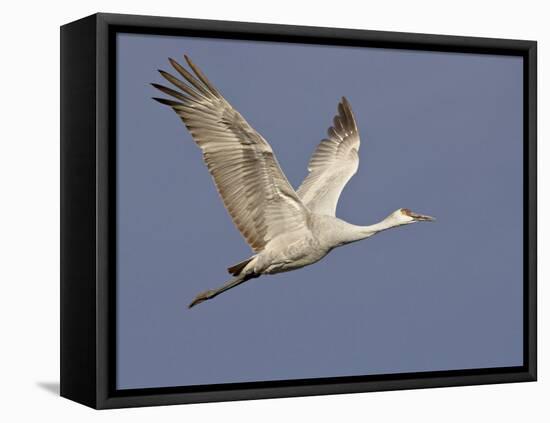 Sandhill Crane in Flight, Bosque Del Apache National Wildlife Refuge, New Mexico-James Hager-Framed Stretched Canvas