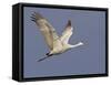 Sandhill Crane in Flight, Bosque Del Apache National Wildlife Refuge, New Mexico-James Hager-Framed Stretched Canvas