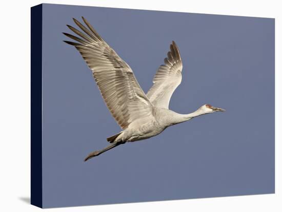 Sandhill Crane in Flight, Bosque Del Apache National Wildlife Refuge, New Mexico-James Hager-Stretched Canvas