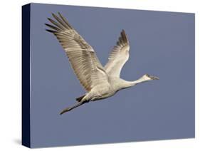 Sandhill Crane in Flight, Bosque Del Apache National Wildlife Refuge, New Mexico-James Hager-Stretched Canvas