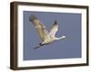 Sandhill Crane in Flight, Bosque Del Apache National Wildlife Refuge, New Mexico-James Hager-Framed Photographic Print