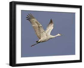 Sandhill Crane in Flight, Bosque Del Apache National Wildlife Refuge, New Mexico-James Hager-Framed Photographic Print