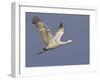 Sandhill Crane in Flight, Bosque Del Apache National Wildlife Refuge, New Mexico-James Hager-Framed Photographic Print