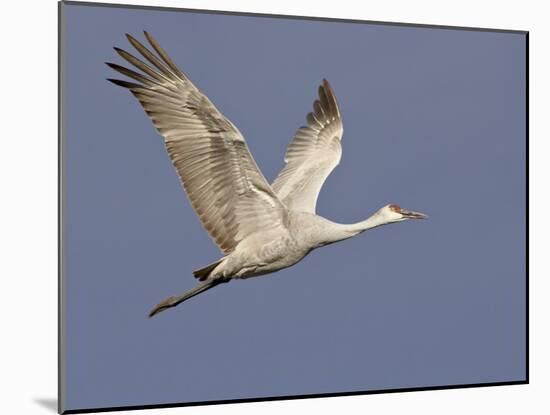 Sandhill Crane in Flight, Bosque Del Apache National Wildlife Refuge, New Mexico-James Hager-Mounted Photographic Print