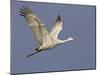 Sandhill Crane in Flight, Bosque Del Apache National Wildlife Refuge, New Mexico-James Hager-Mounted Photographic Print